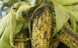 Grilled Corn on the Cob